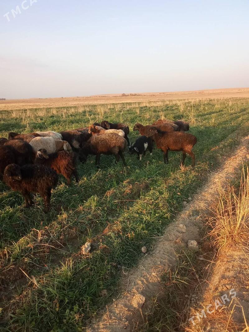 goyun - Ходжамбаз - img 2