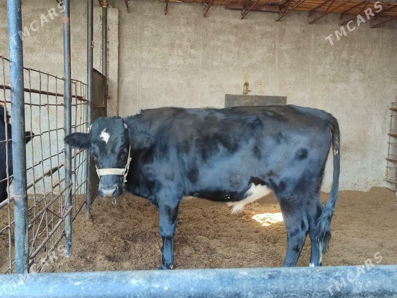 Черный пёстер Окуз - Туркменабат - img 6