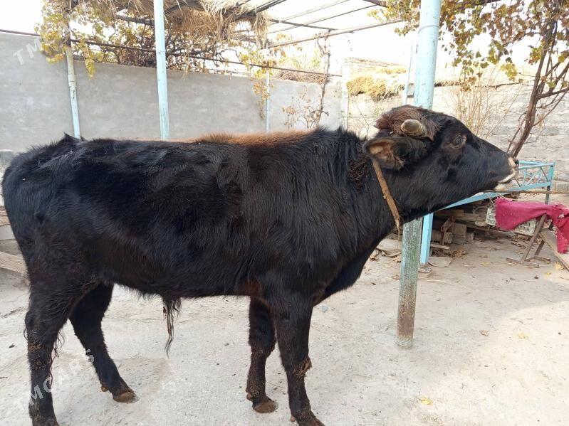 öküzler - Туркменабат - img 7