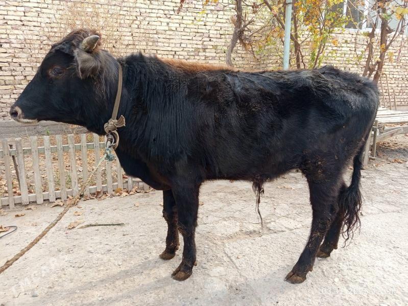 öküzler - Туркменабат - img 3