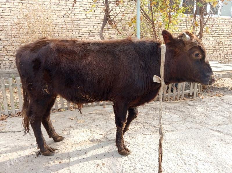 öküzler - Туркменабат - img 4