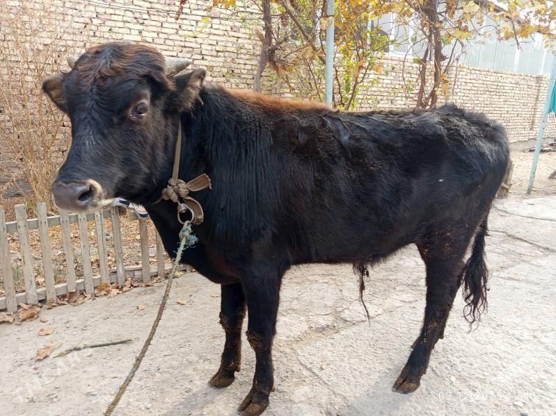 öküzler - Туркменабат - img 1