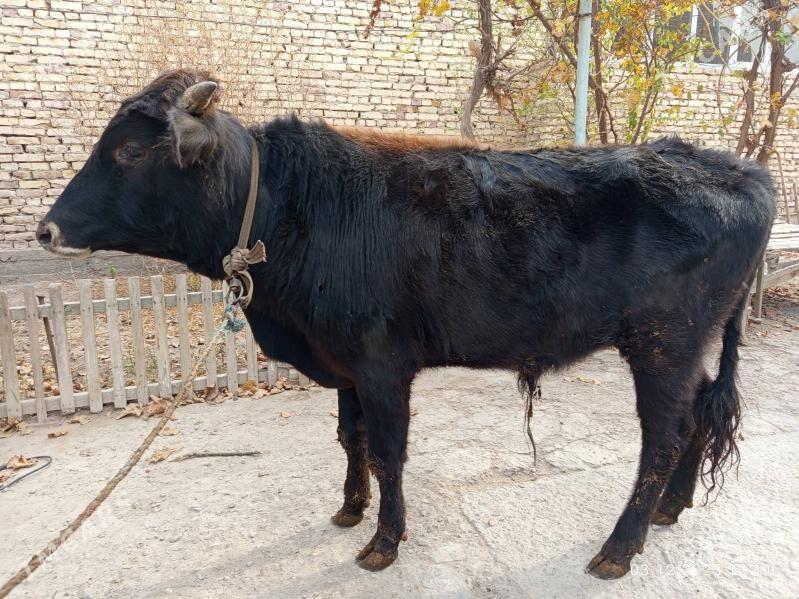 öküzler - Туркменабат - img 5