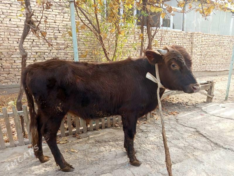 öküzler - Туркменабат - img 6