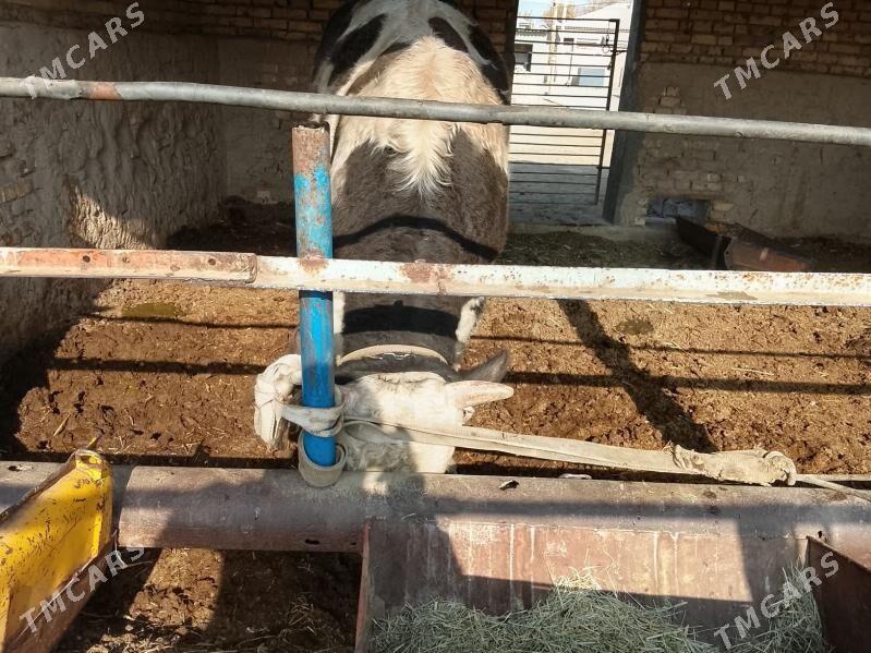 Simental okuz - Мары - img 2