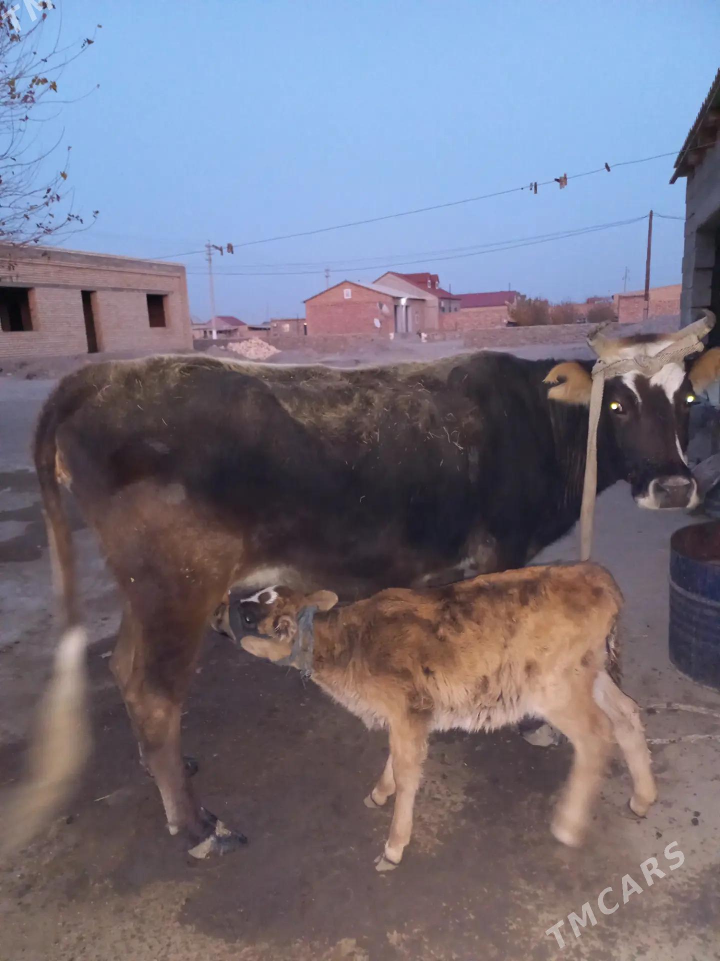 Göleli Sygyr - Берекет - img 3