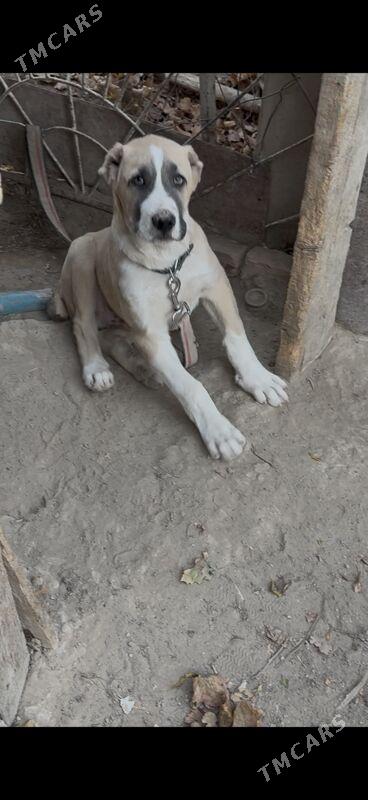 albay gujik - Ашхабад - img 2
