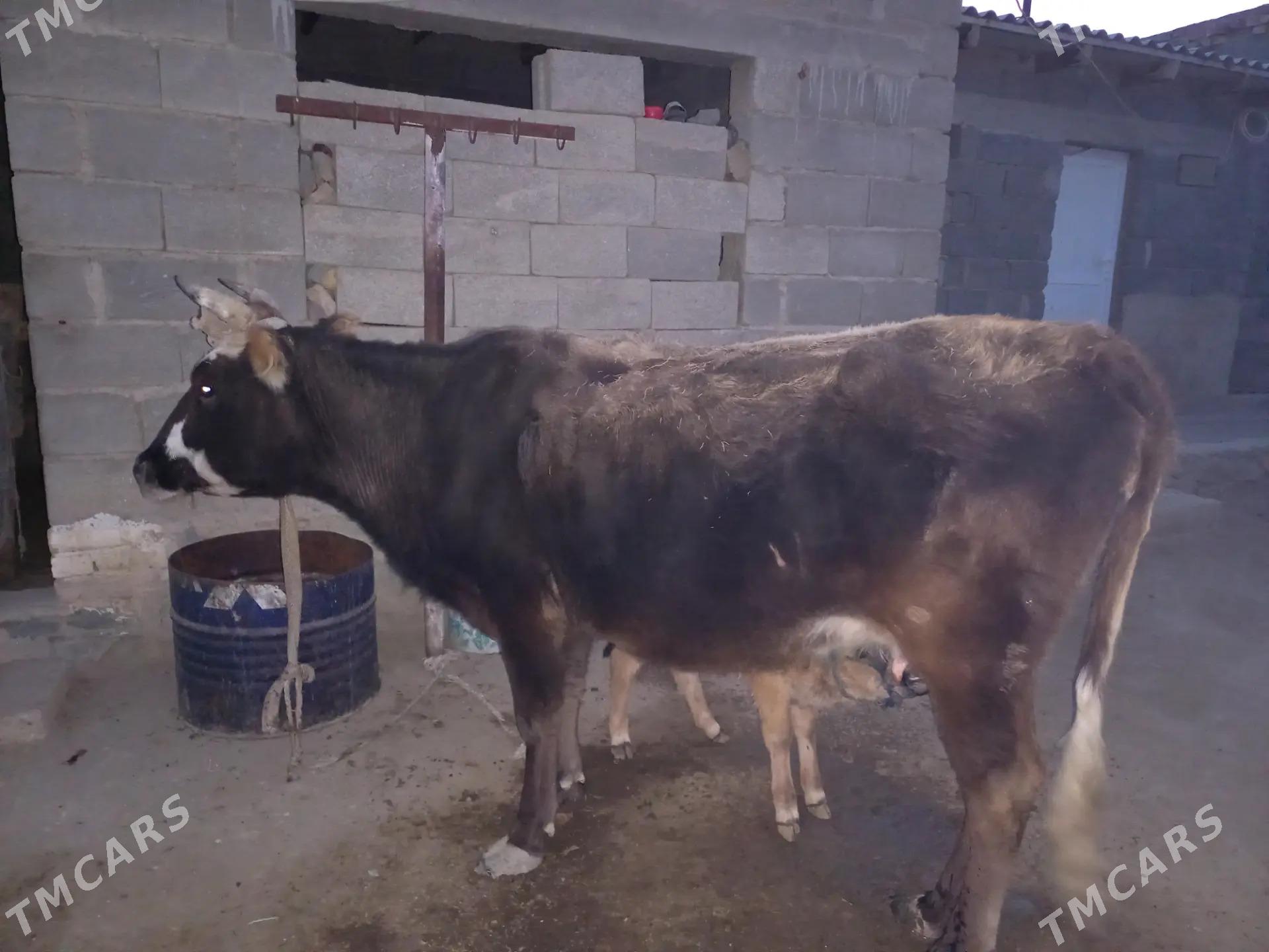 Göleli Sygyr - Берекет - img 7