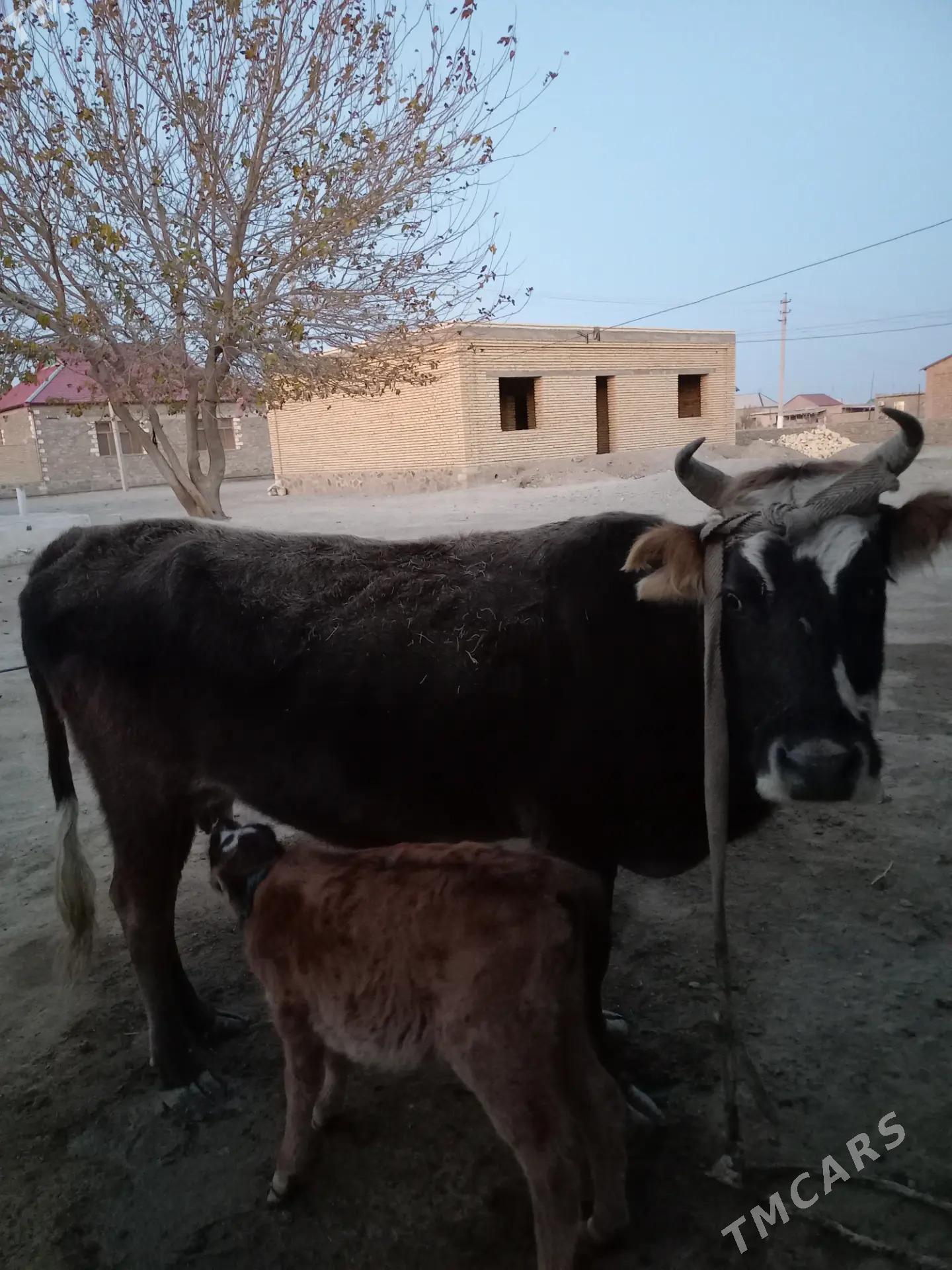 Göleli Sygyr - Берекет - img 1