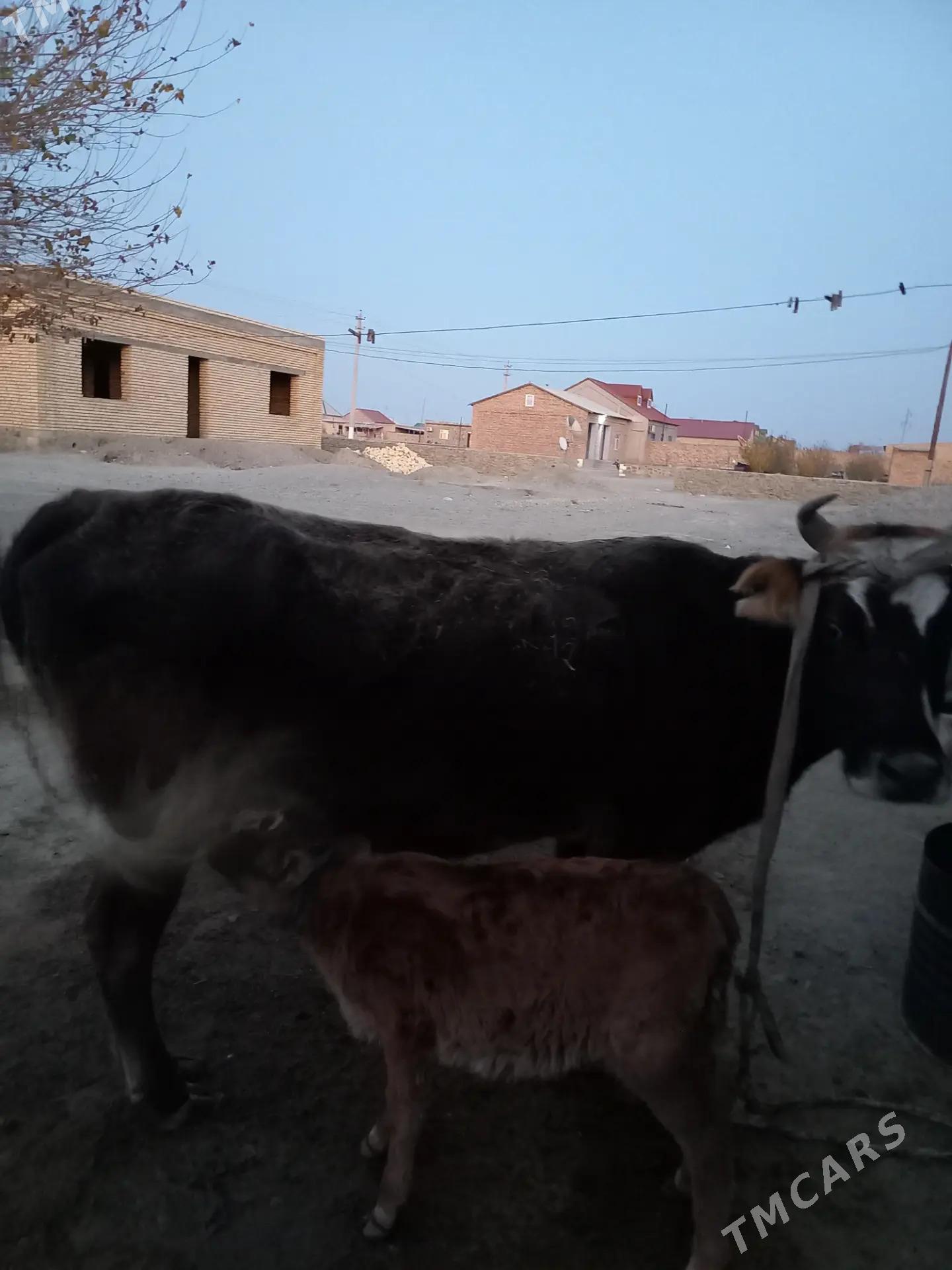 Göleli Sygyr - Берекет - img 5