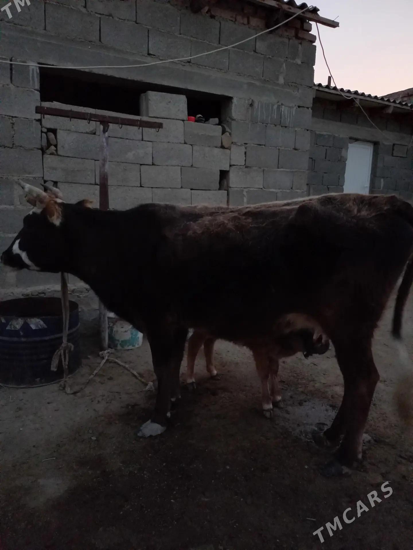 Göleli Sygyr - Берекет - img 6