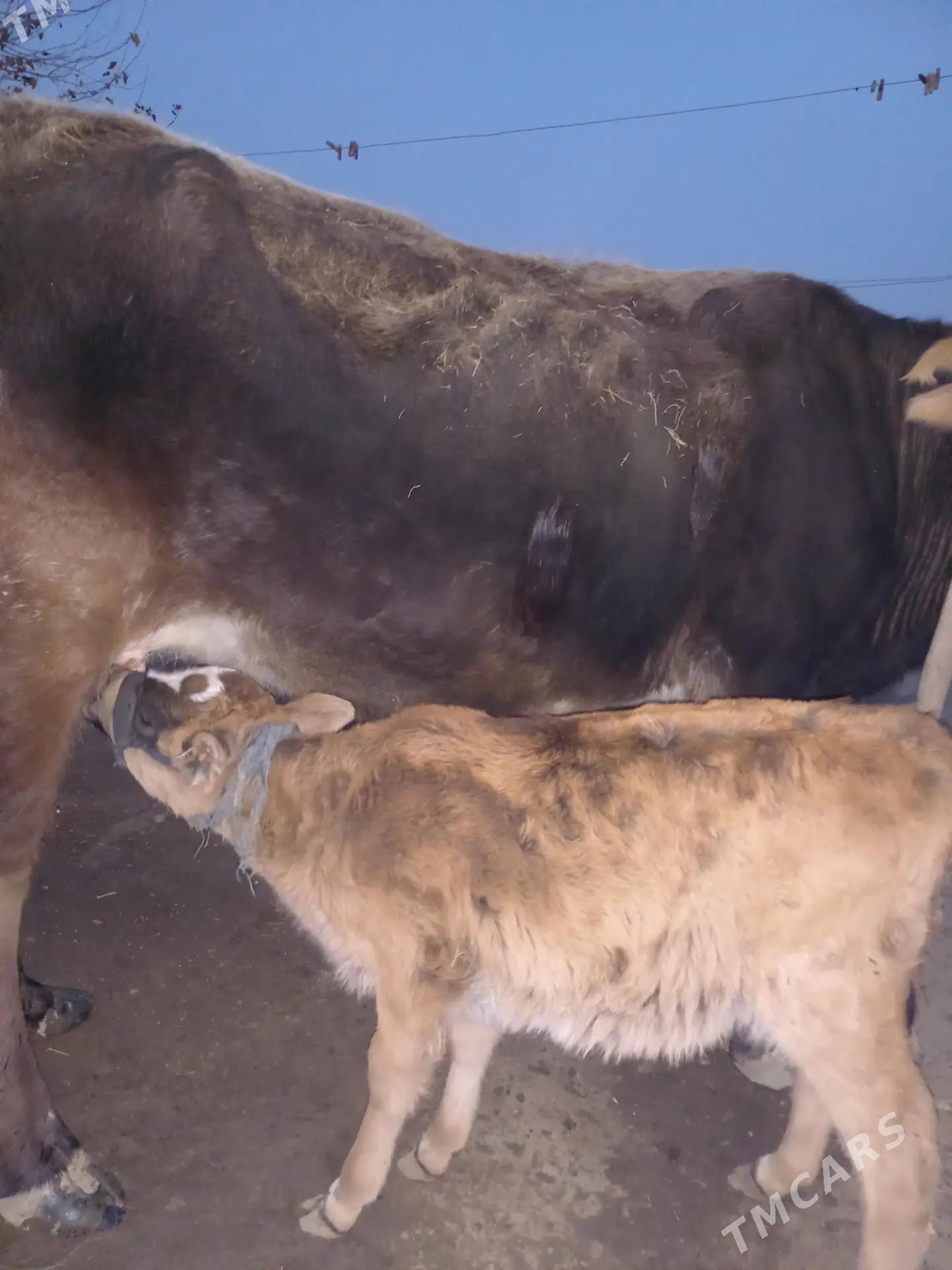 Göleli Sygyr - Берекет - img 2