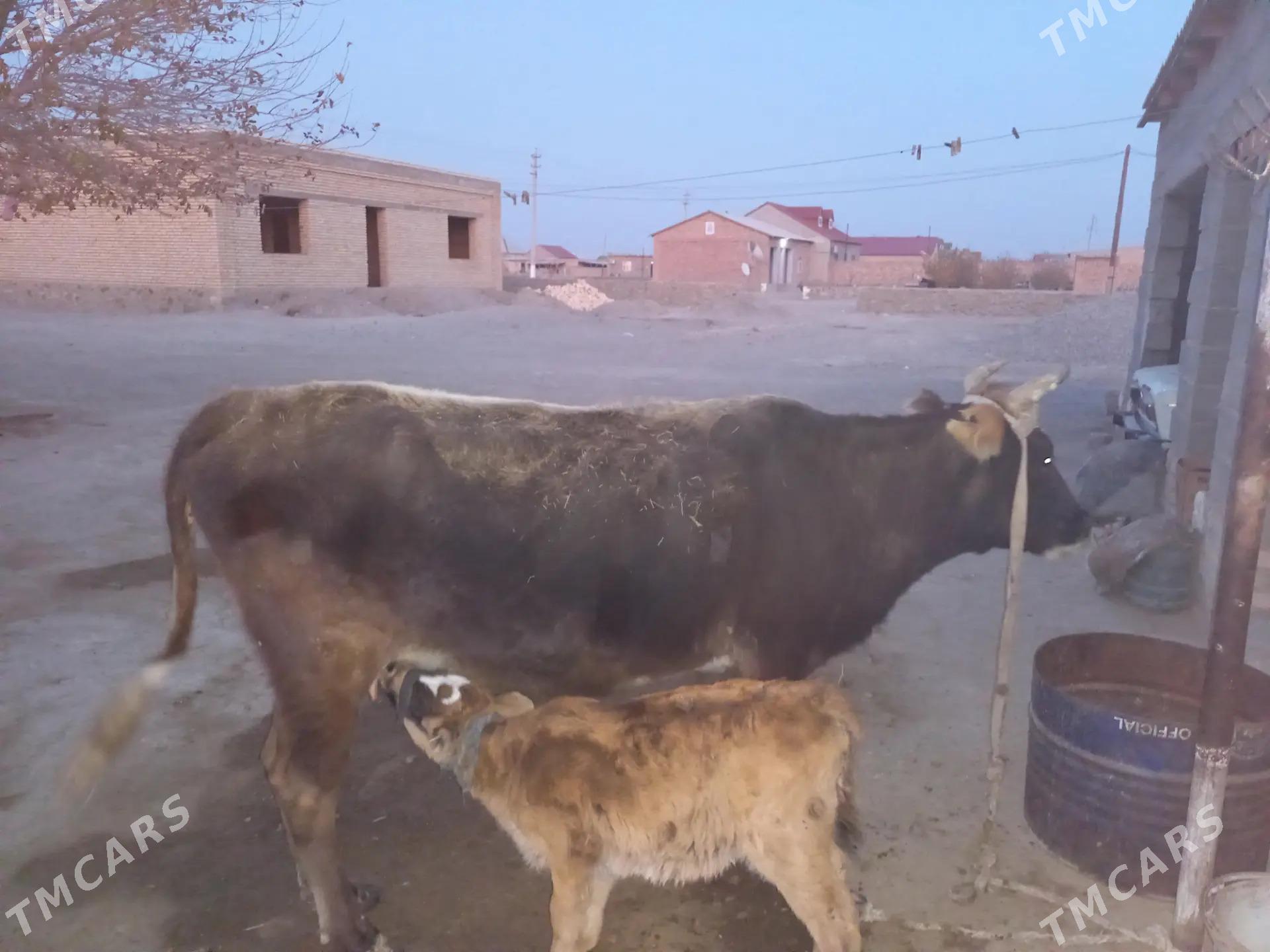 Göleli Sygyr - Берекет - img 4