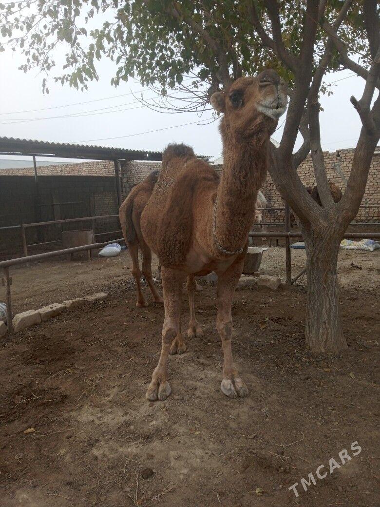 duye - Берекет - img 2