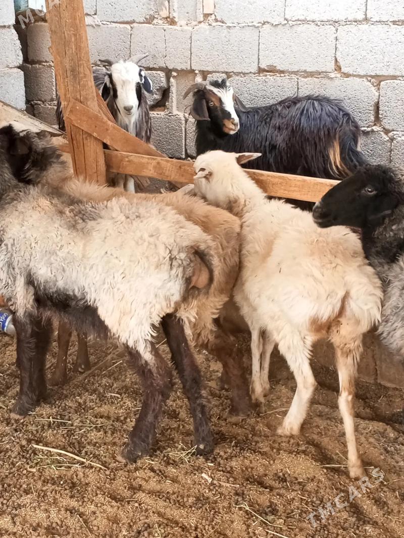 goyun - Ашхабад - img 1