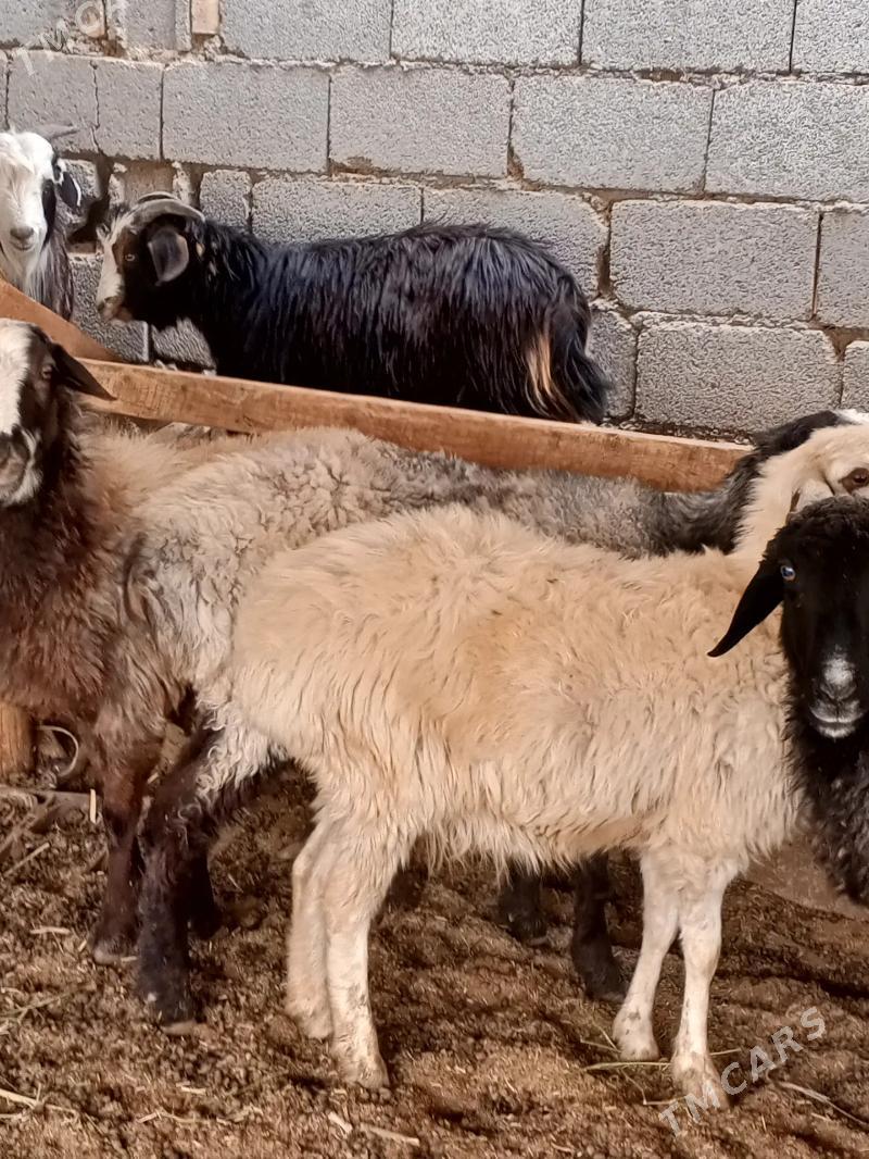 goyun - Ашхабад - img 2