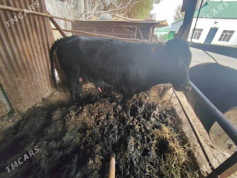 okuz - Aşgabat - img 1