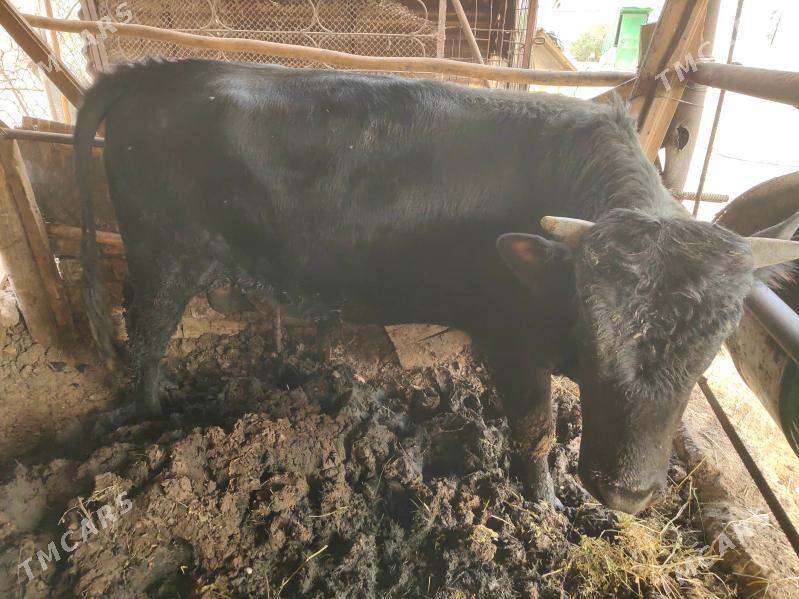 okuz - Aşgabat - img 3