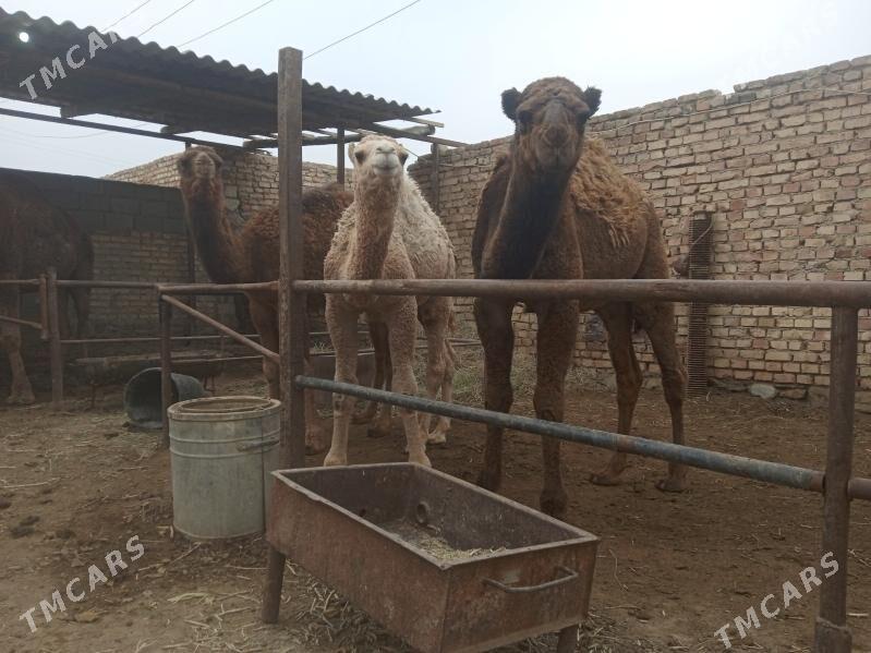 duye - Берекет - img 4