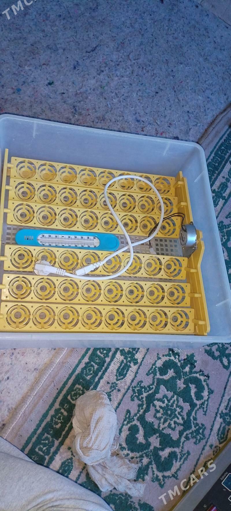 инкубатор - Кёнеургенч - img 2