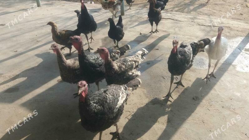 Elin Induk - Бузмеин - img 3