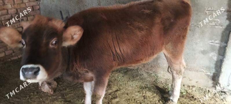 Göleli sygyr bogaz - Çoganly - img 1