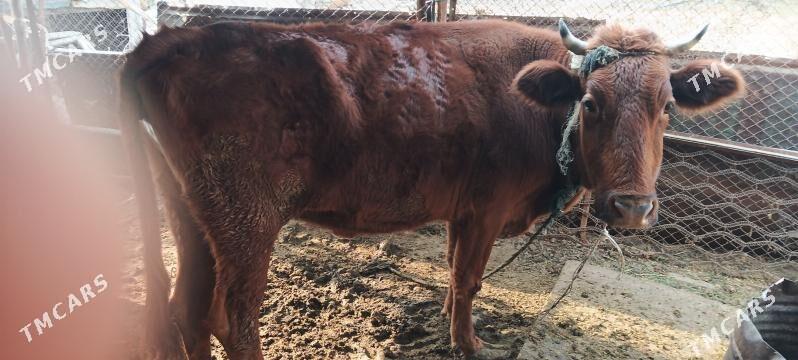 Göleli sygyr bogaz - Çoganly - img 2