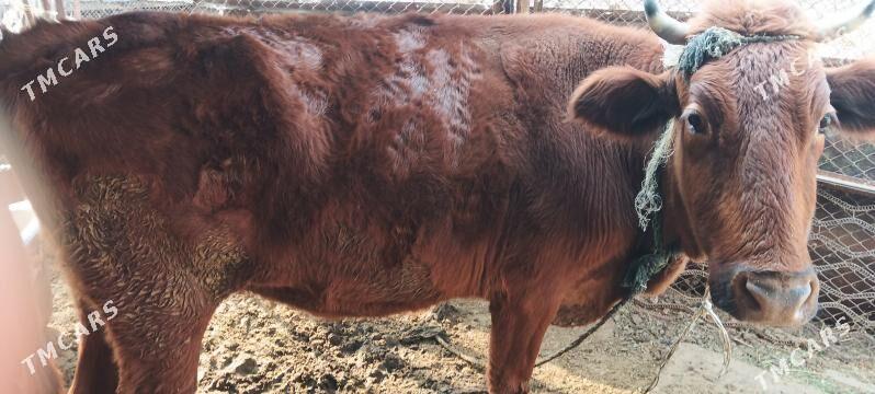 Göleli sygyr bogaz - Çoganly - img 3