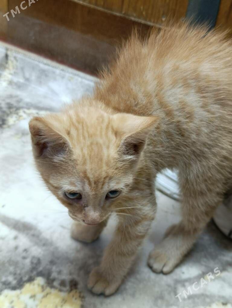 Рыжий котенок - Ашхабад - img 4