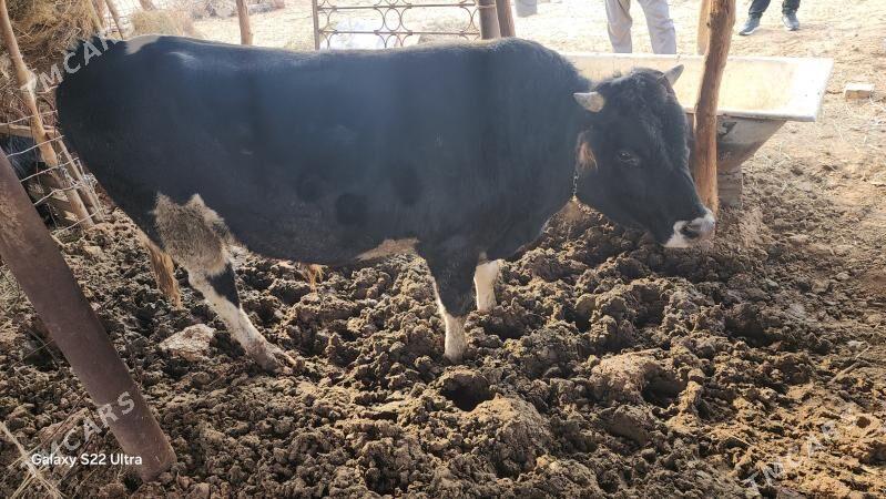 öküz - Чоганлы - img 2