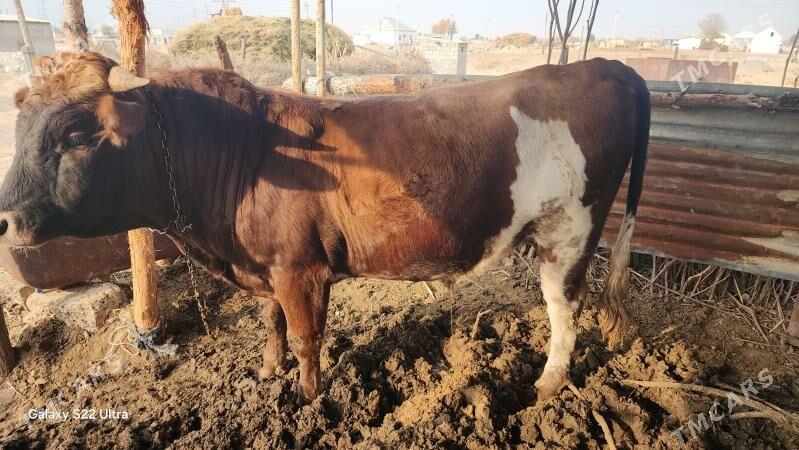 öküz - Чоганлы - img 3