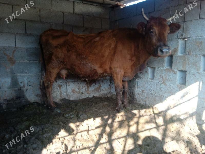 sygyr - Aşgabat - img 3