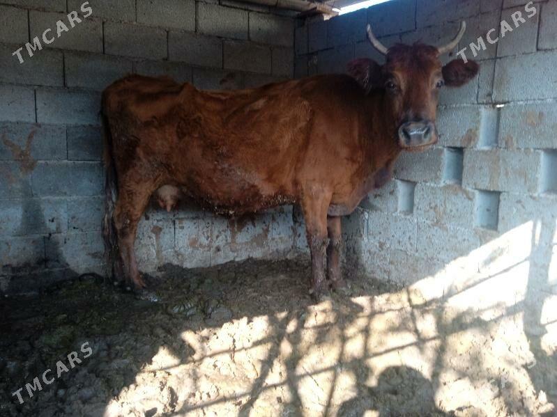 sygyr - Aşgabat - img 1