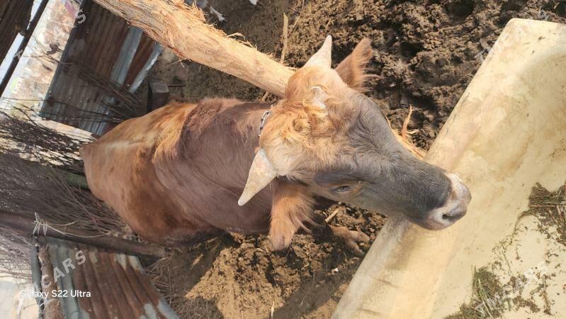 öküz - Чоганлы - img 5