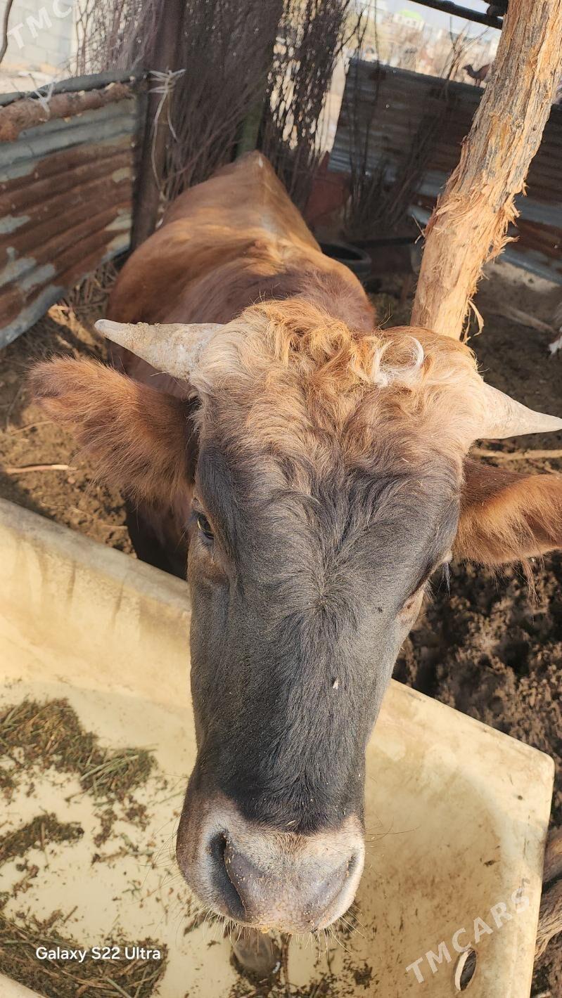 öküz - Чоганлы - img 4