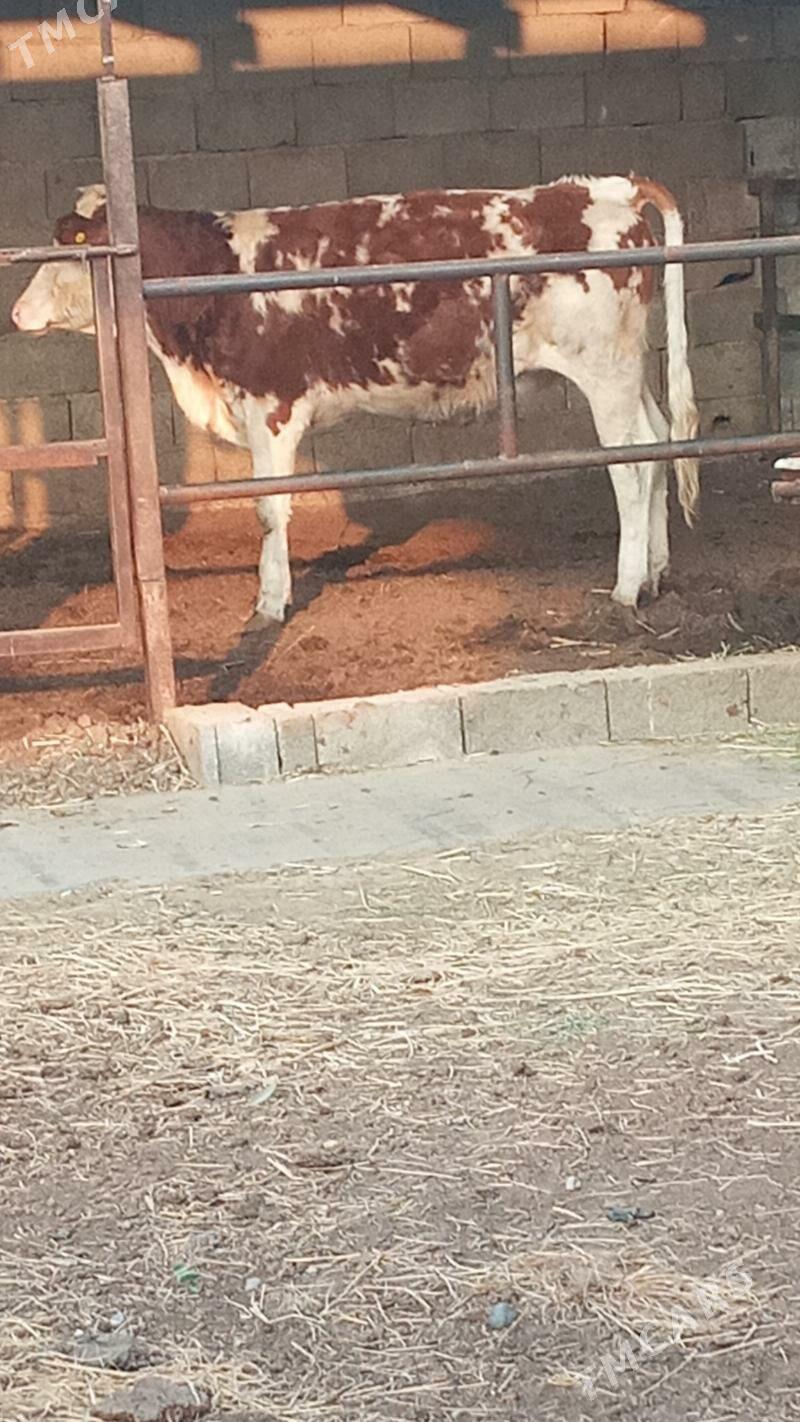 Tüweler - Aşgabat - img 8