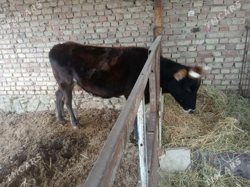 goleli sygyr - Берекет - img 1