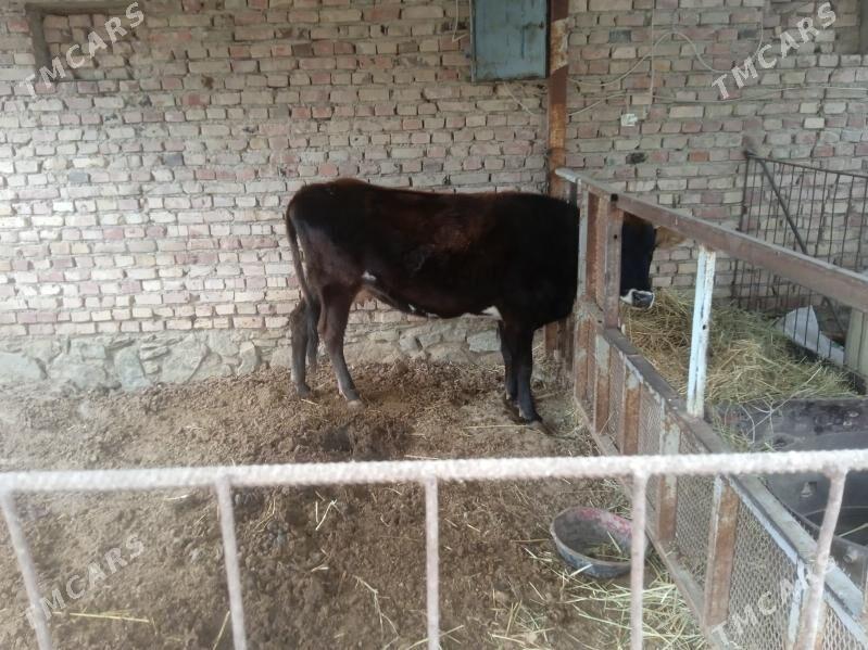 goleli sygyr - Берекет - img 2