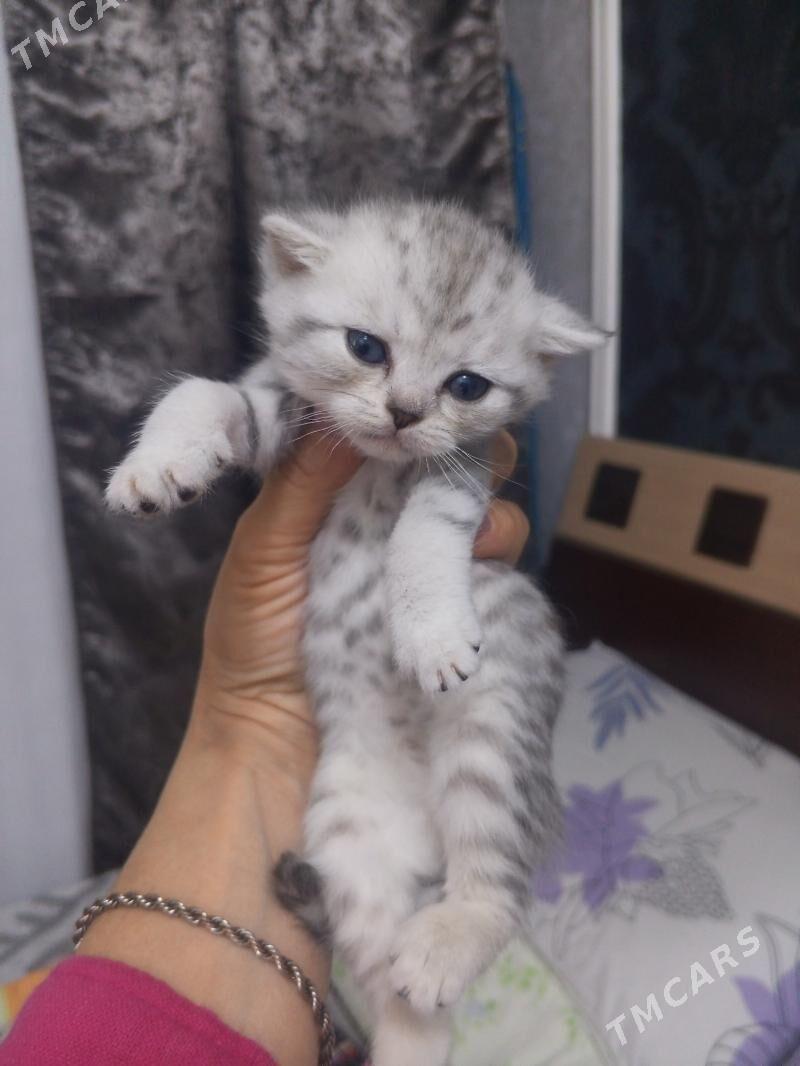 Шотландские котята - Ашхабад - img 7