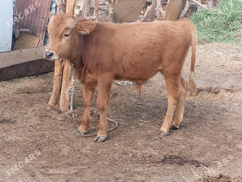 öküz - Анев - img 2