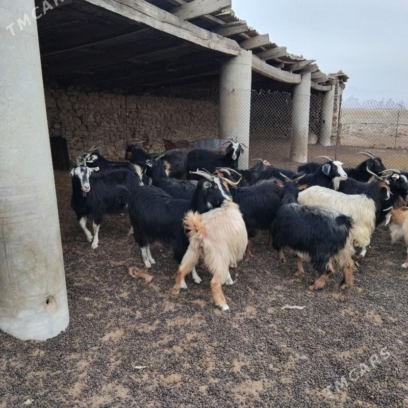 geci - Гызыларбат - img 2