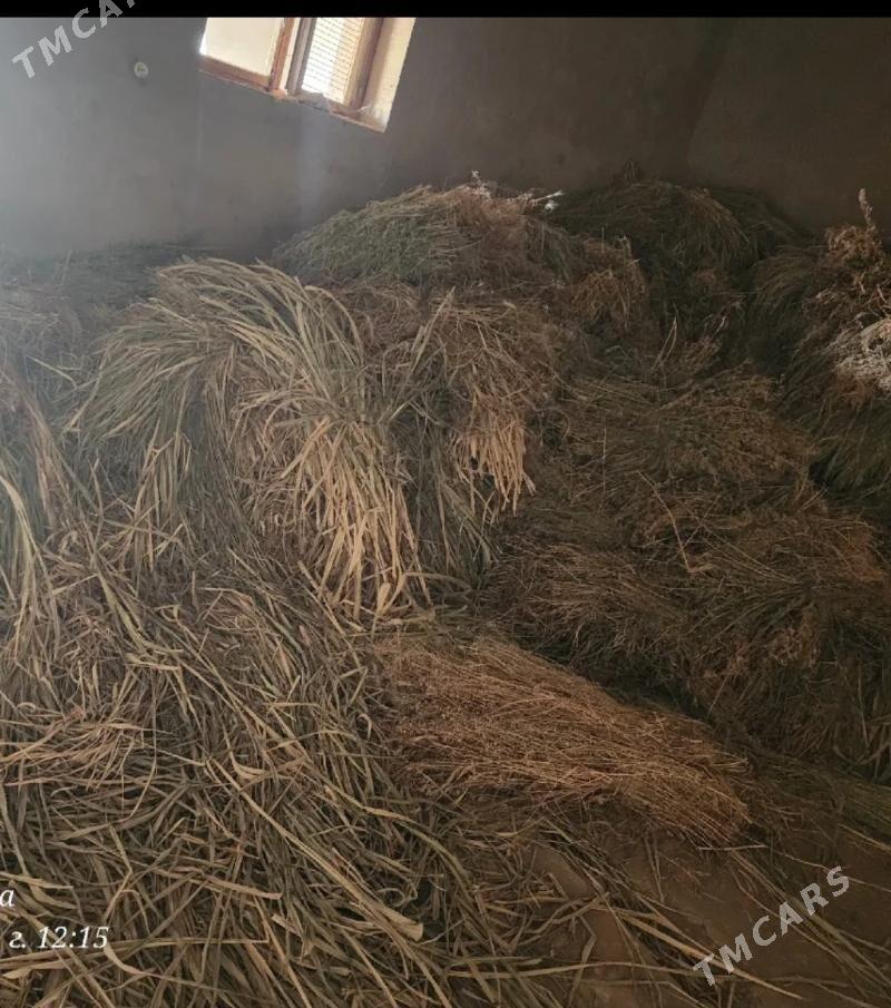 ёрунжа от - Türkmenabat - img 1