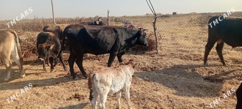 göleli sygyr - Babadaýhan - img 3