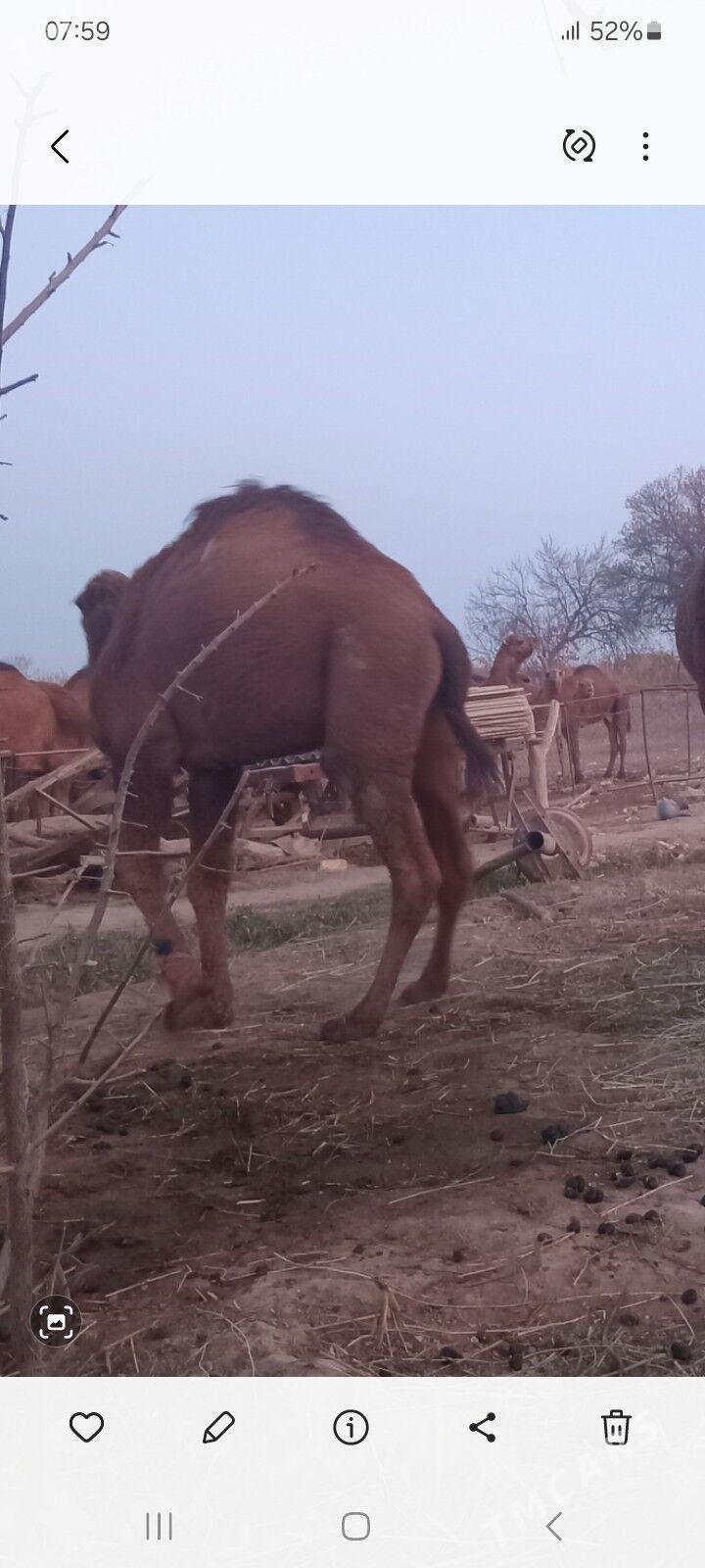erkek köşek - Каракумский этрап - img 3