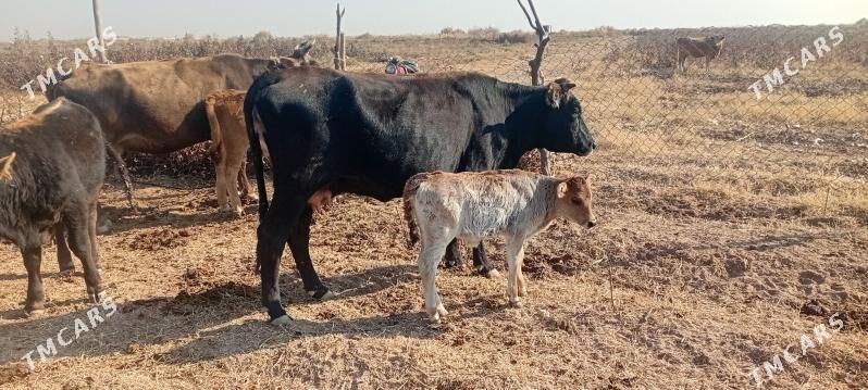 göleli sygyr - Babadaýhan - img 2