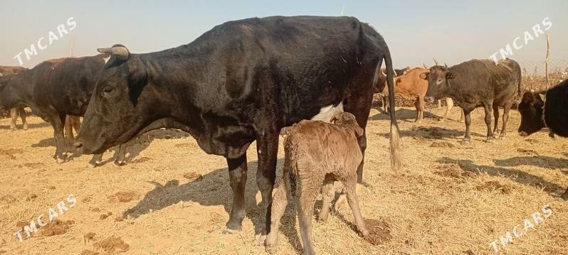 göleli sygyr - Babadaýhan - img 1