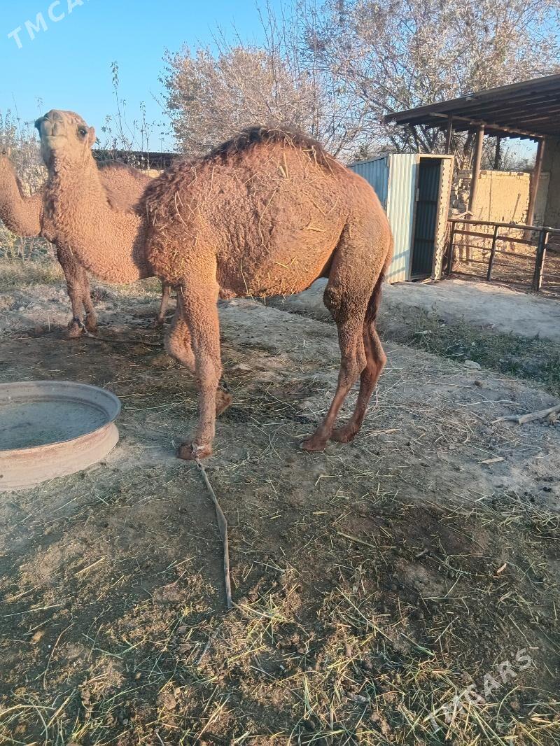 erkek köşek - Каракумский этрап - img 4