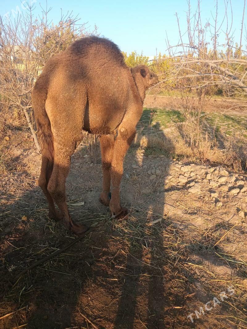 erkek köşek - Каракумский этрап - img 8