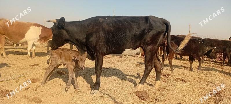 göleli sygyr - Babadaýhan - img 2