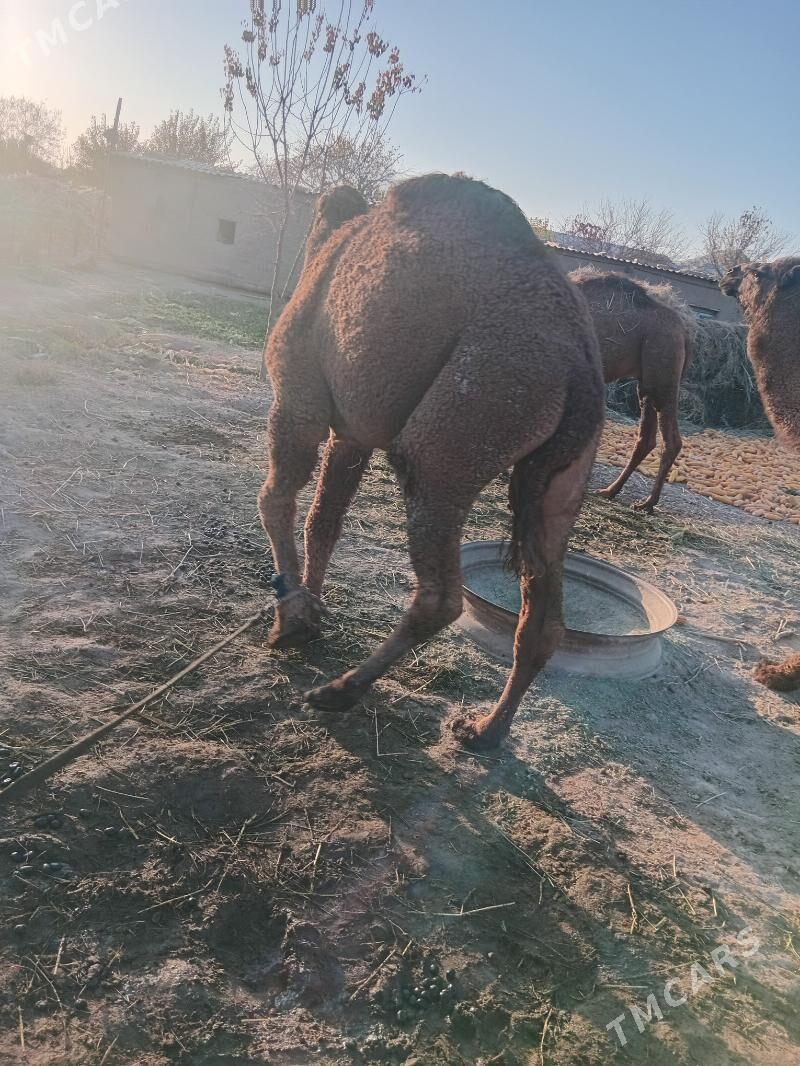 erkek köşek - Каракумский этрап - img 6